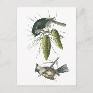 Carte Postale Tufted Titmouse par Audubon