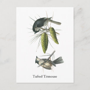Carte Postale Tufted Titsouris, John Audubon