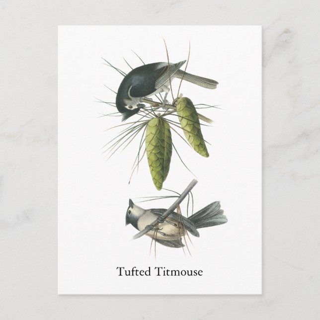 Carte Postale Tufted Titsouris, John Audubon (Devant)