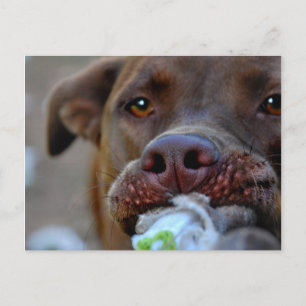Carte Postale Tuggage de chocolat Lab Pit Chiot