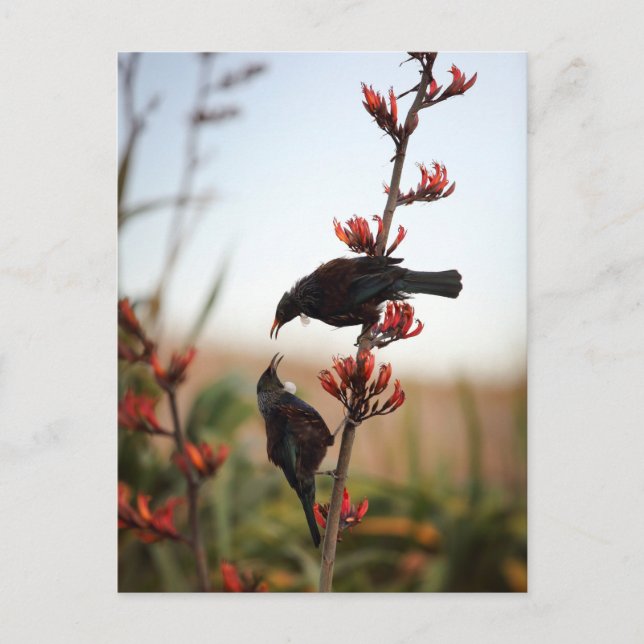 Carte Postale Tui birds sur le lin néo-zélandais (Devant)