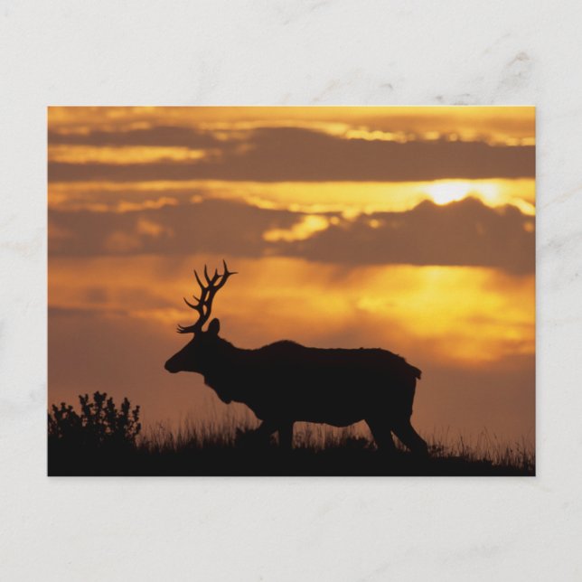 Carte Postale Tule Elk | Point Reyes National Seashore (Devant)