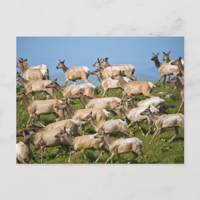 Carte Postale Tule Elk| Point Reyes National Seashore, CA (Devant)