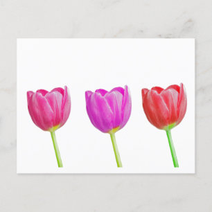 Carte Postale Tulières roses sur blanc