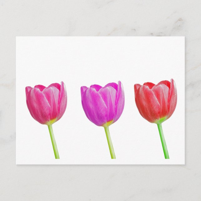 Carte Postale Tulières roses sur blanc (Devant)