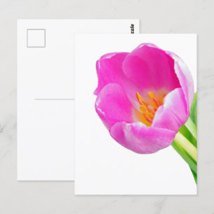 Carte Postale Tulières roses sur blanc