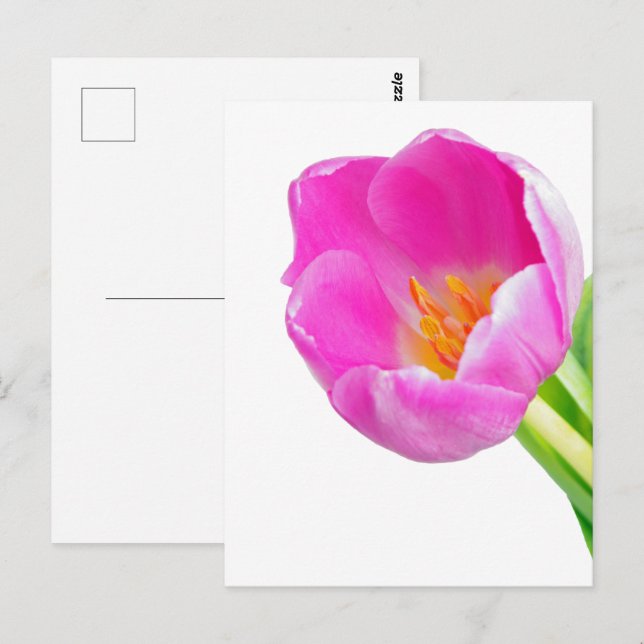 Carte Postale Tulières roses sur blanc (Devant / Derrière)
