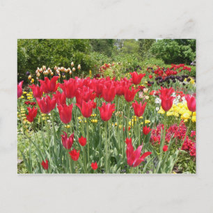 CARTE POSTALE TULIERS ROUGES