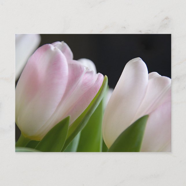 Carte postale Tulip (Devant)