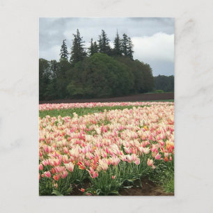 Carte Postale Tulip