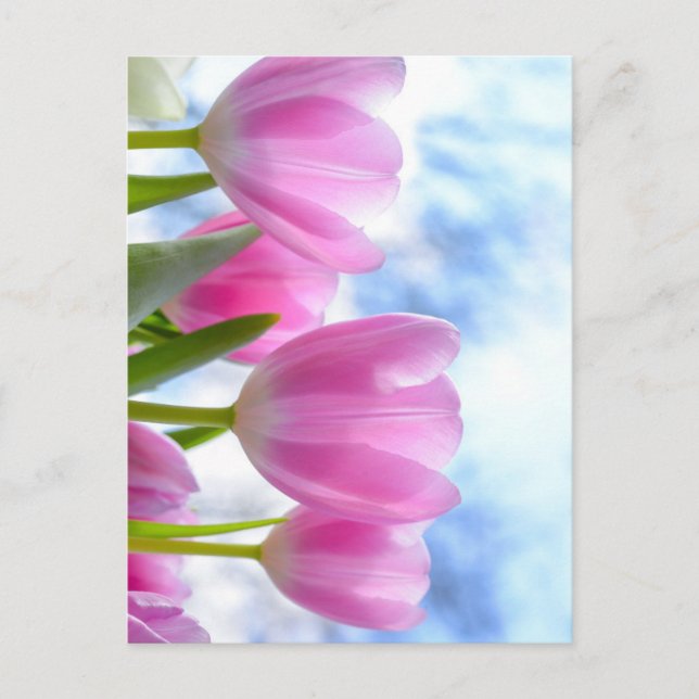 Carte Postale Tulip (Devant)