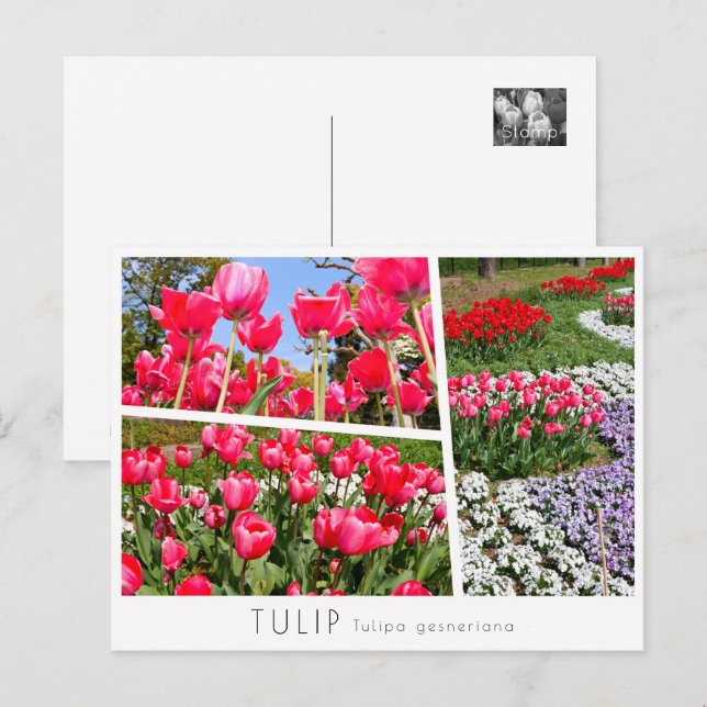 Carte Postale Tulip (Devant / Derrière)