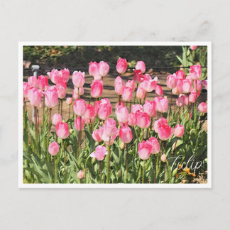 Carte Postale Tulip