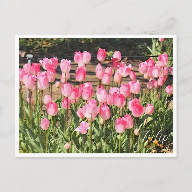 Carte Postale Tulip (Devant)