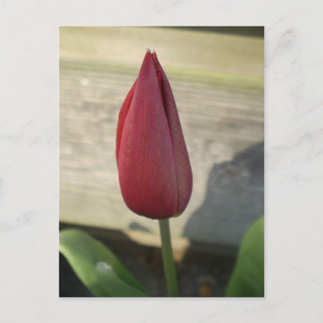Carte Postale Tulip (Devant)