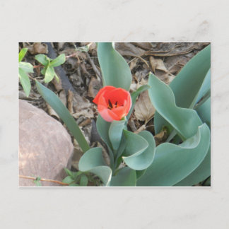 Carte postale Tulip
