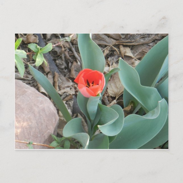 Carte postale Tulip (Devant)