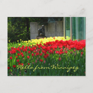 Carte postale Tulip