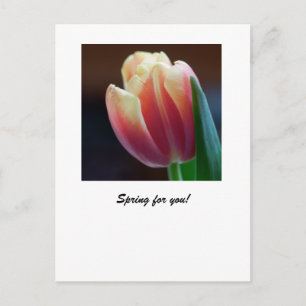 Carte Postale Tulip