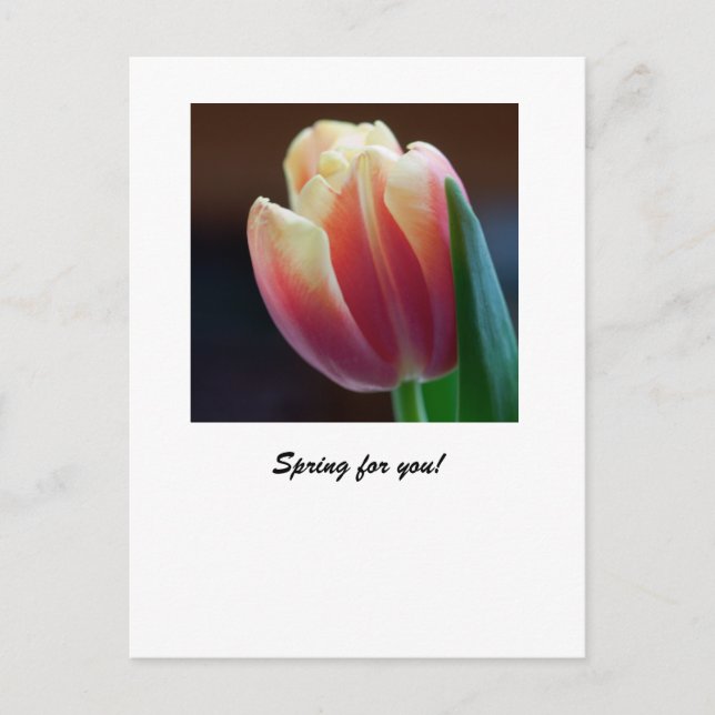 Carte Postale Tulip (Devant)