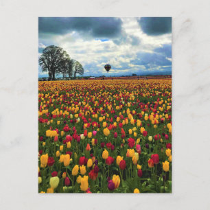 Carte Postale Tulip Farm