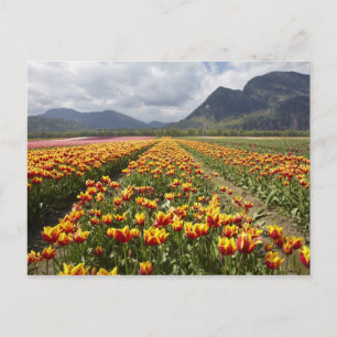 Carte Postale Tulip Farm près d'Agassiz, Colombie-Britannique,