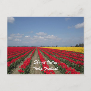 Carte Postale Tulip Festival, Skagit Valley, Tulip Festival
