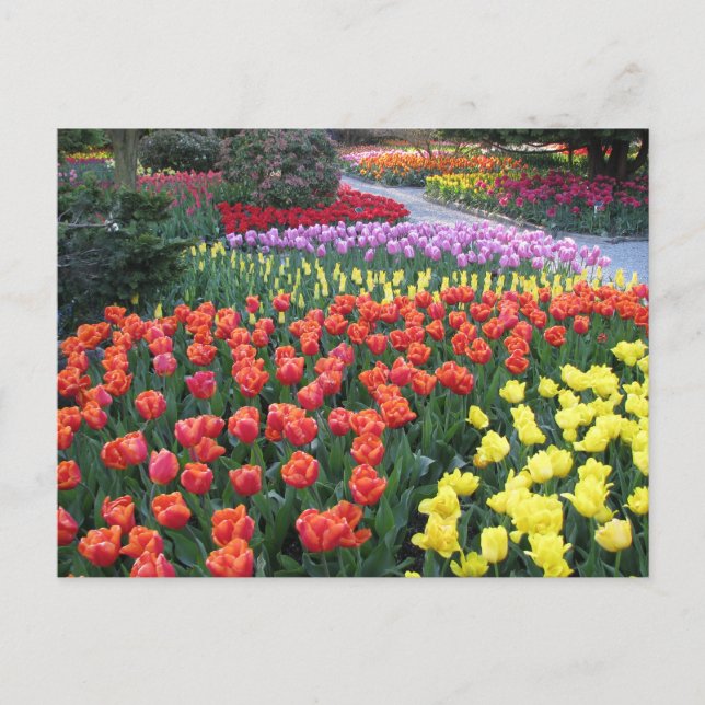 Carte Postale Tulip Gardens (Devant)