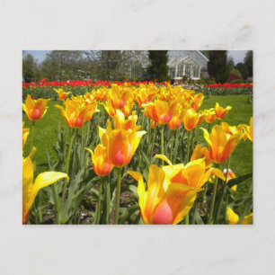 Carte Postale Tulip Gardens, Elizabeth Park, Hartford, CT