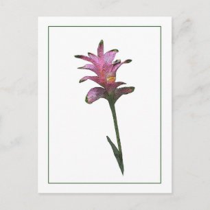 Carte postale Tulip Ginger Botanique Photo-Sketch