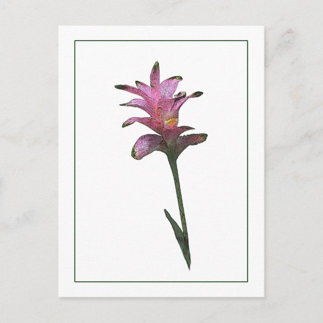 Carte postale Tulip Ginger Botanique Photo-Sketch (Devant)