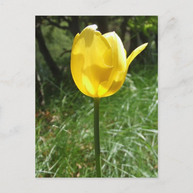 Carte postale Tulip Jaune (Devant)