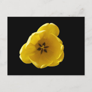 Carte postale Tulip Jaune