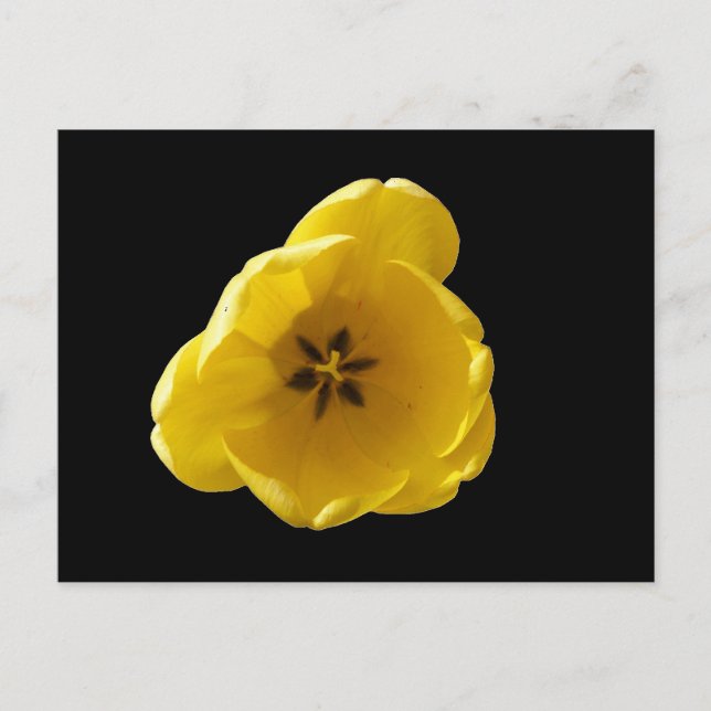 Carte postale Tulip Jaune (Devant)