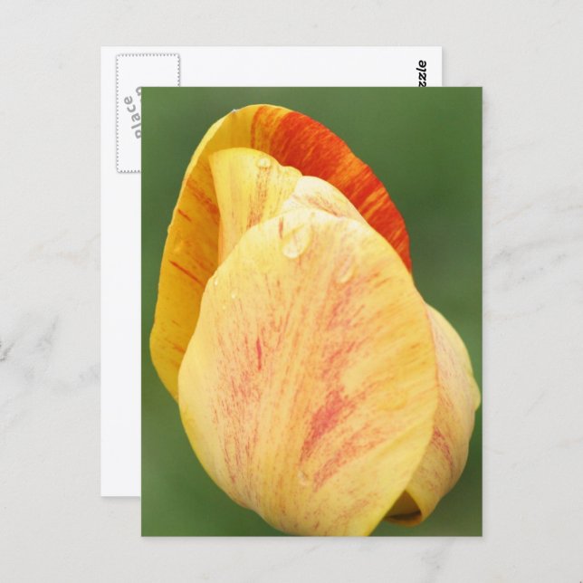 Carte Postale Tulip Petals Flower Photography Personalized (Devant / Derrière)