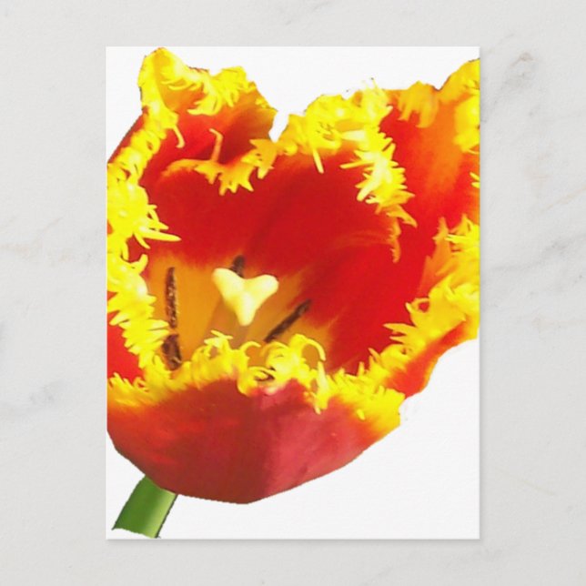 Carte Postale tulip.png (Devant)