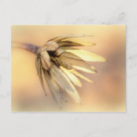 Tulip Poplar Graine vide Pod