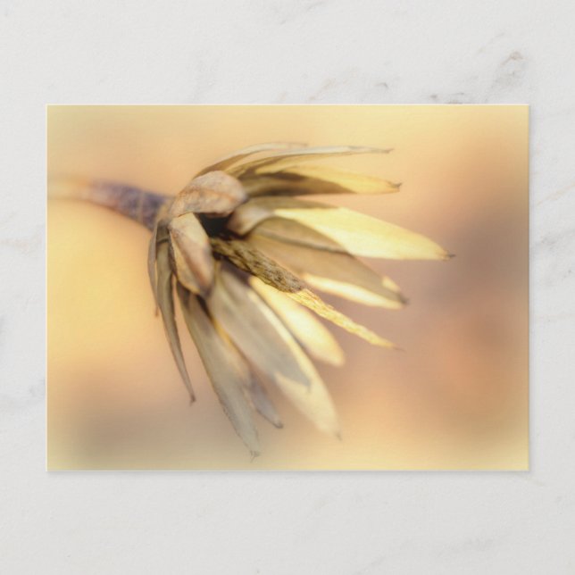 Carte Postale Tulip Poplar Graine vide Pod (Devant)