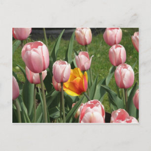 Carte Postale Tulip Treasure