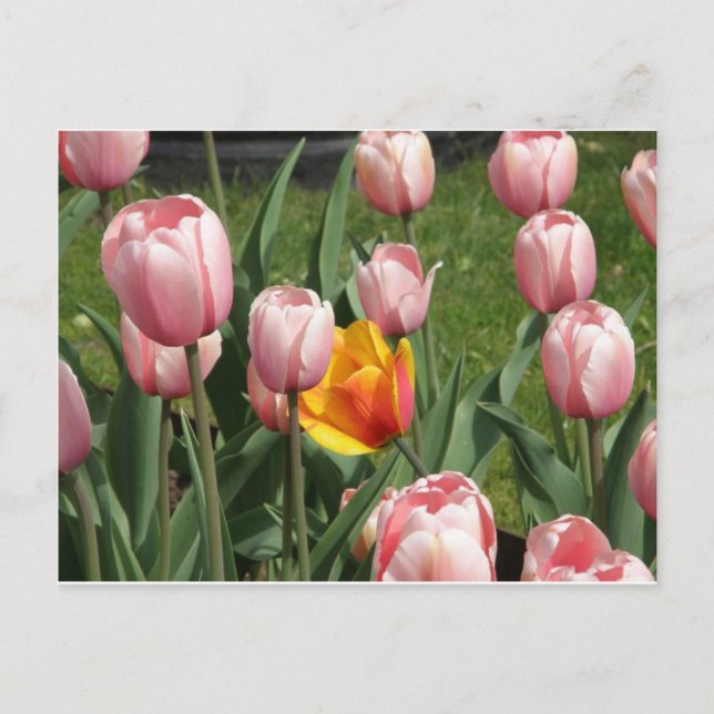 Carte Postale Tulip Treasure (Devant)