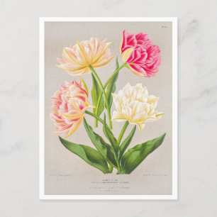 Carte postale Tulip vintage