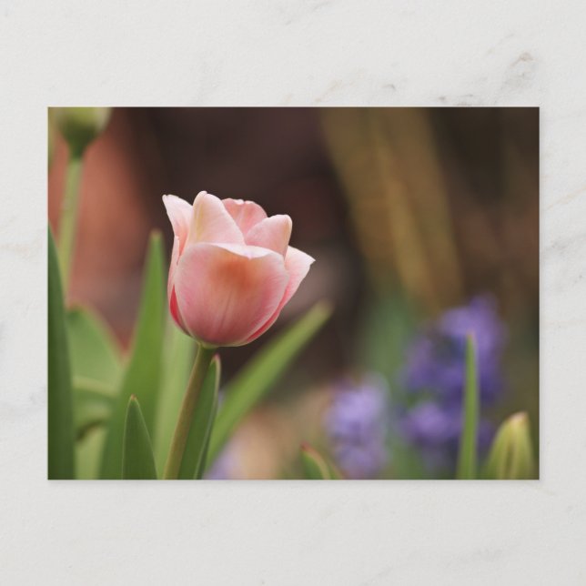 Carte Postale Tulipa (Devant)