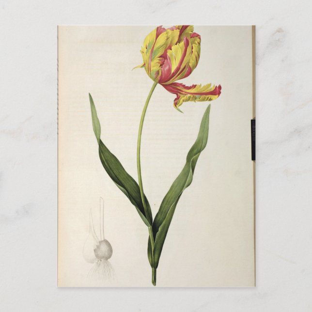 Carte Postale Tulipa gesneriana dracontia, de 'Les (Devant)