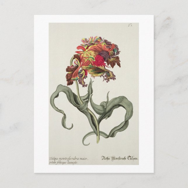 Carte Postale Tulipa Monstrosa Rubra Maior from 'Phythanthoza (Devant)
