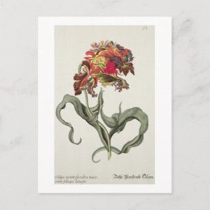 Carte Postale Tulipa Monstrosa Rubra Maior from 'Phythanthoza