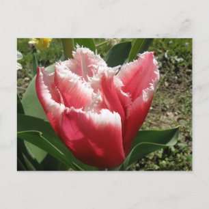 Carte postale Tulipe à franges roses