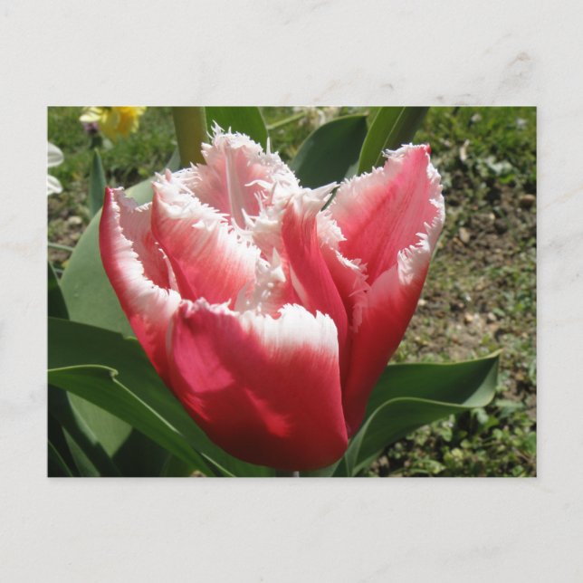 Carte postale Tulipe à franges roses (Devant)