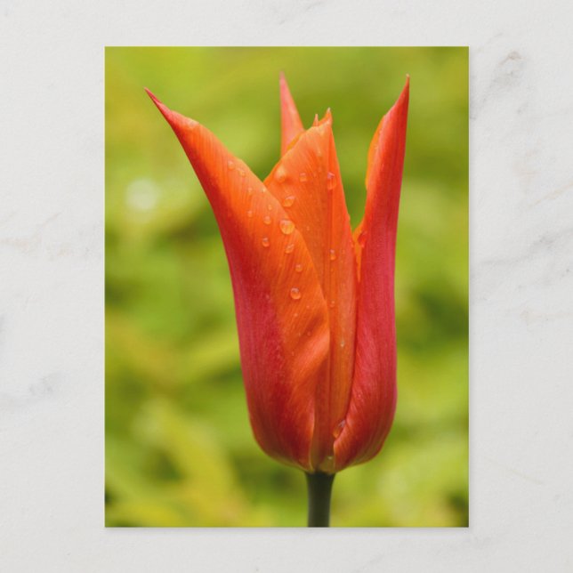 Carte Postale Tulipe avec gouttelettes d'eau 1 (Devant)