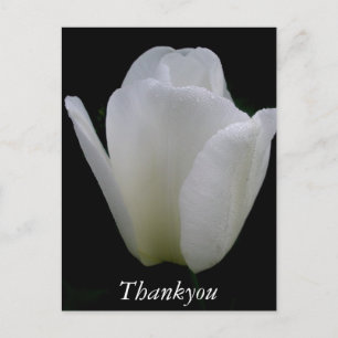 Carte Postale Tulipe blanche