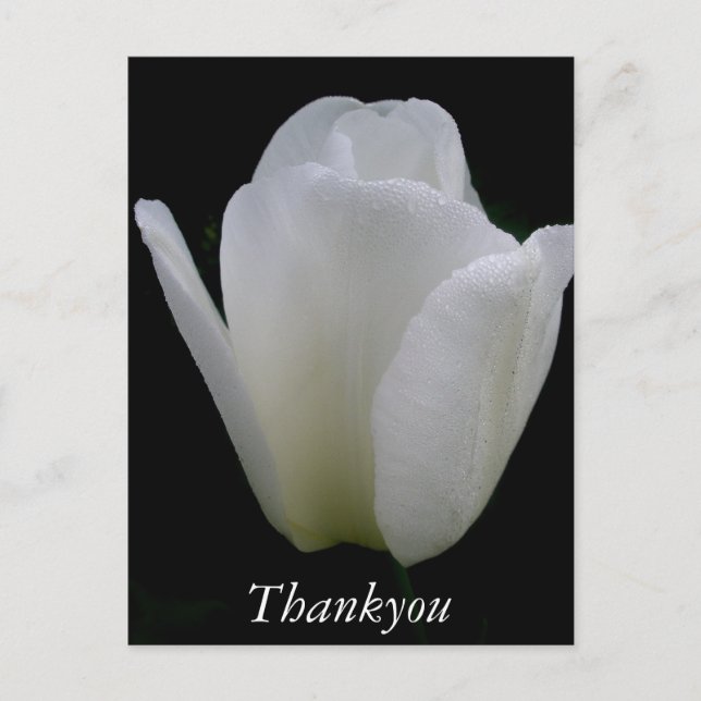 Carte Postale Tulipe blanche (Devant)